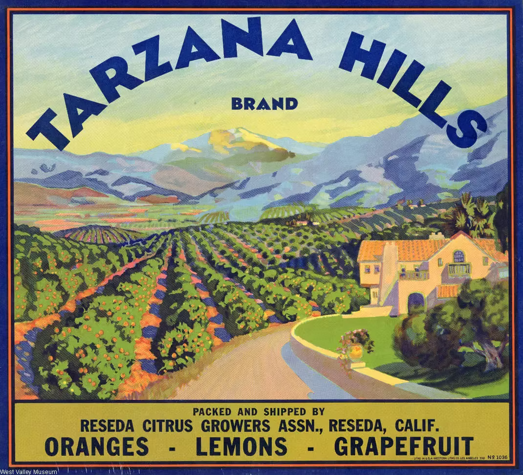 Tarzana Hills Brand vintage citrus crate label showing an illustration of a citrus orchard